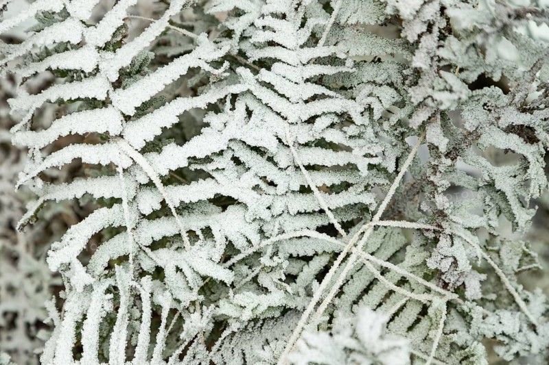 Fern leaves and grass covered with hoarfrost. Abstract floral background, garden and winter concept. Frost texture, close up, flat lay, top view