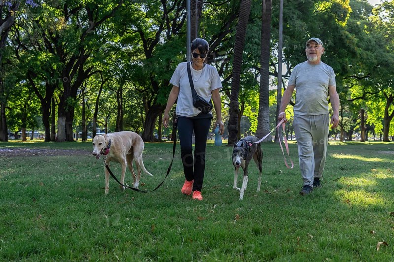 Middle-aged man and woman take a stroll with their greyhound dogs in the park.Healthy Outdoor Lifestyle