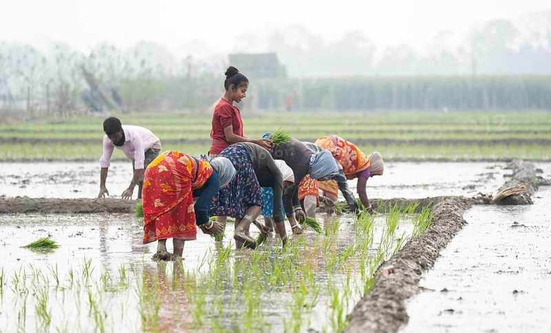 Morigaon, India. 20 February 2024. Women plant rice saplings in a paddy field on February 20, 2024 in Mayong, India. Rice cultivation contributes to food security in India by ensuring a stable supply of this essential food grain