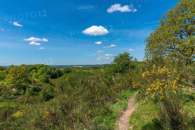 Svanninge Bakker, Faaborg, wooded heights in southern Funen, nature reserve, recreation, hiking, hiking trail, South Funen, Denmark, Europe