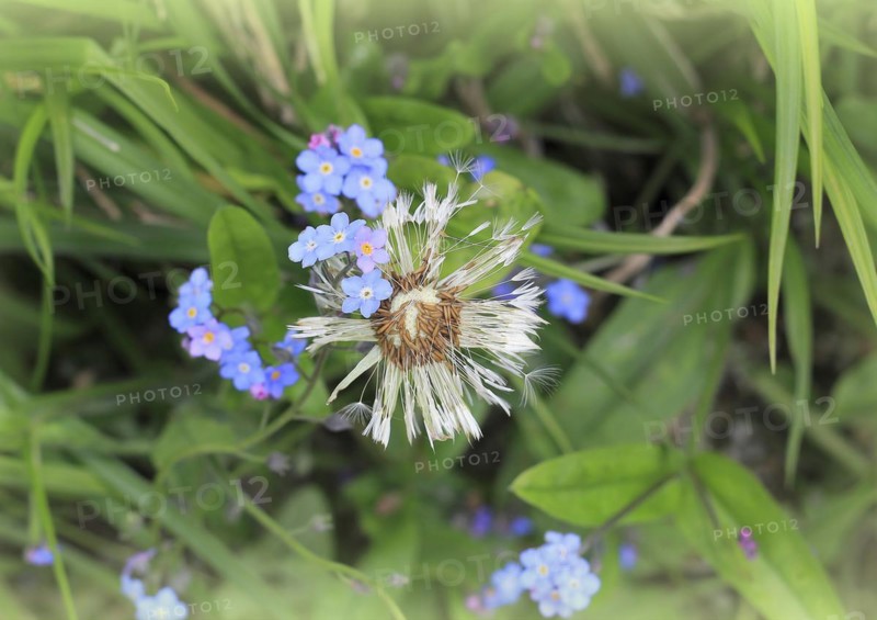 Faded common dandelion (Taraxacum officinale) and forget-me-not (Myosotis sylvatica), North Rhine-Westphalia, Germany, Europe