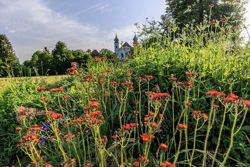 Colourful flowers in front of the church towers of a monastery against the light, spring, sunny, Schlehdorf Monastery, Schlehdorf, Bavaria, Germany, Europe