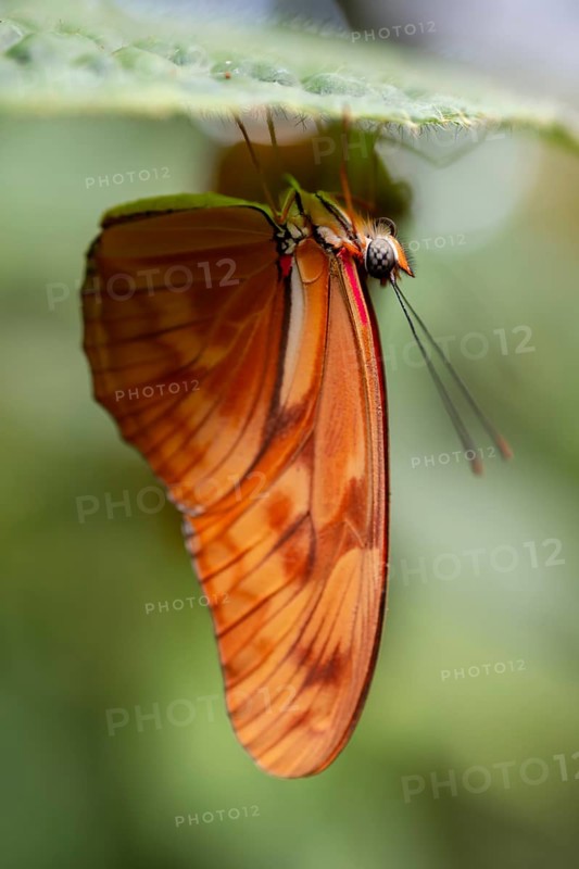 Torch butterfly (Dryas iulia moderata), orange-coloured butterfly sitting on a leaf, Alajuela province, Costa Rica, Central America
