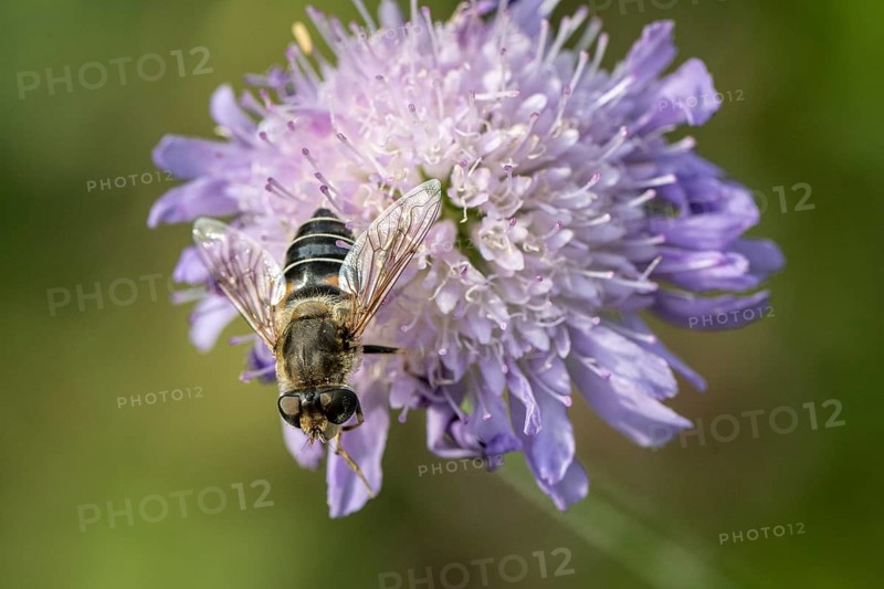Drone fly (Eristalis interrupta) on water mint (Mentha aquatica), Emsland, Lower Saxony, Germany, Europe