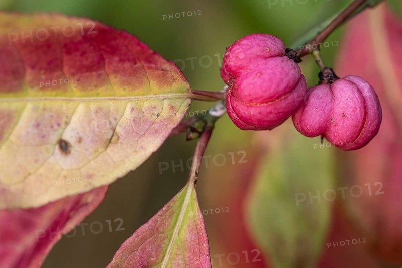 European spindle bush (Euonymus europaeus), Emsland, Lower Saxony, Germany, Europe