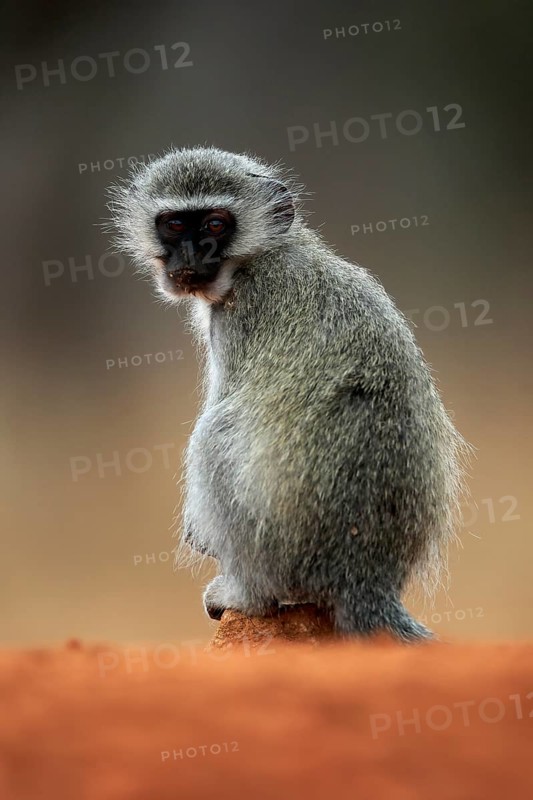 Vervet Monkey (Chlorocebus pygerythrus), adult, at the water, sitting, alert, Kruger National Park, Kruger National Park, Kruger National Park South Africa