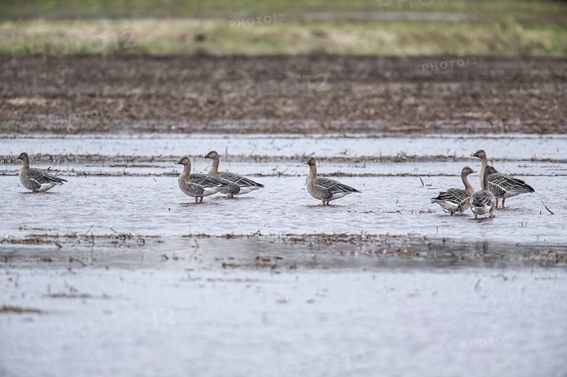 Bean Geese (Anser fabalis), Emsland, Lower Saxony, Germany, Europe