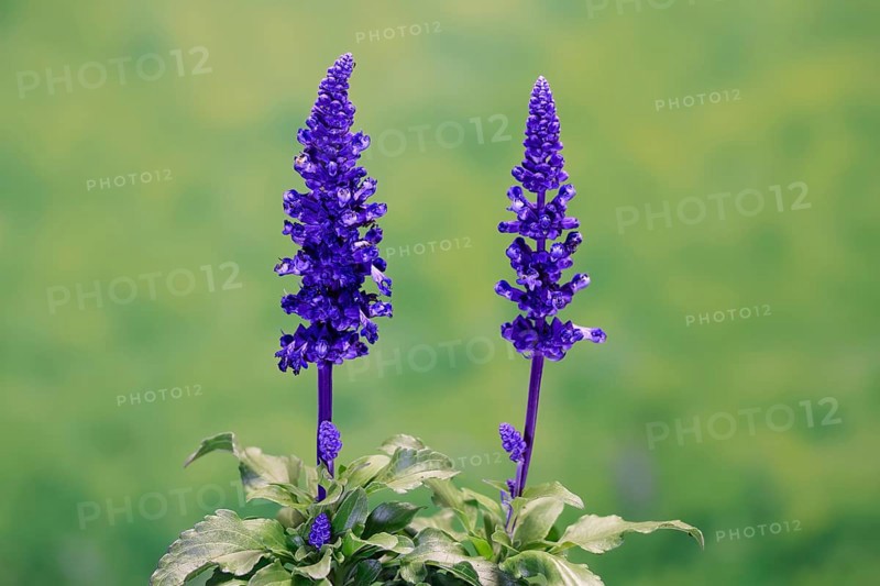 Mealycup sage (Salvia farinacea), flowering, Elllerstadt, Germany, Europe