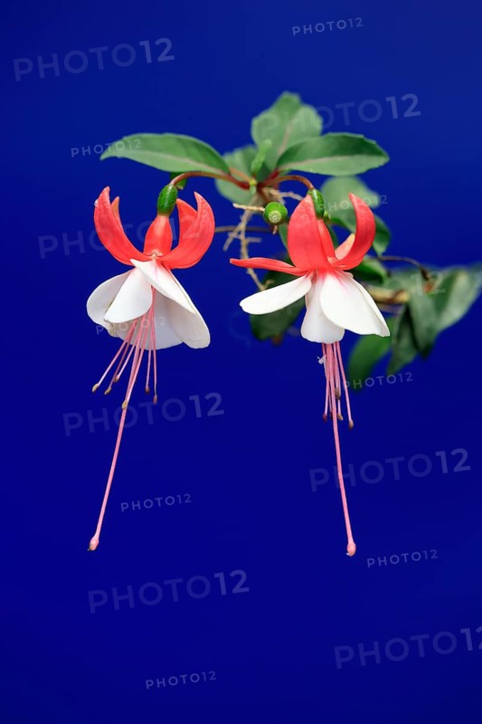 Fuchsias (Fuchsia), flowering, flower, Ellerstadt, Germany, Europe