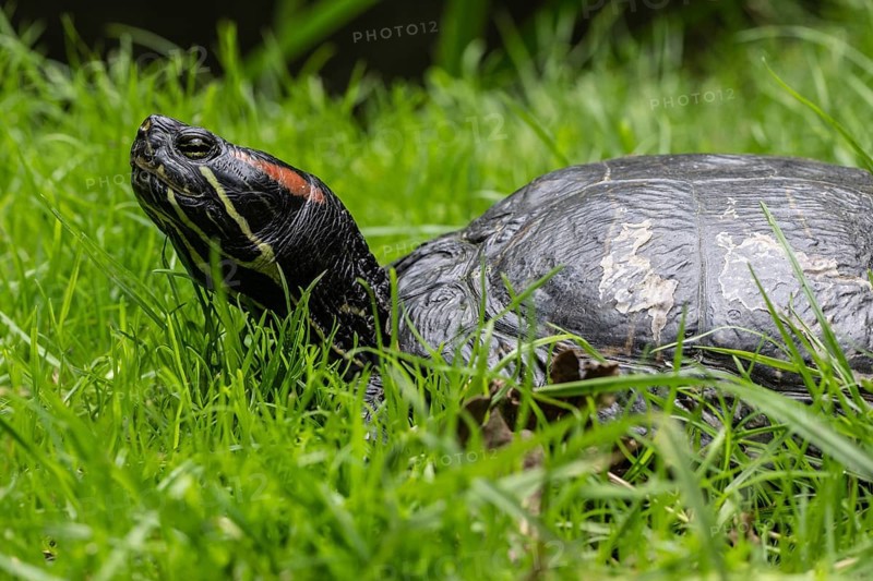 Red-eared slider (Trachemys scripta elegans), Emsland, Lower Saxony, Germany, Europe