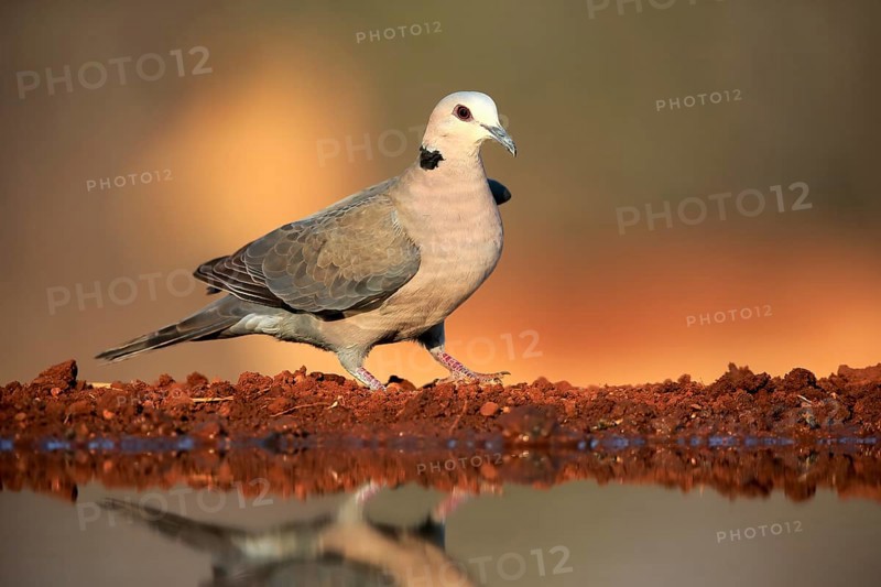 Red-eyed dove (Streptopelia semitorquata), Red-eyed Dove adult, at the water, Kruger National Park, Kruger National Park, Krugerpark, South Africa, Africa
