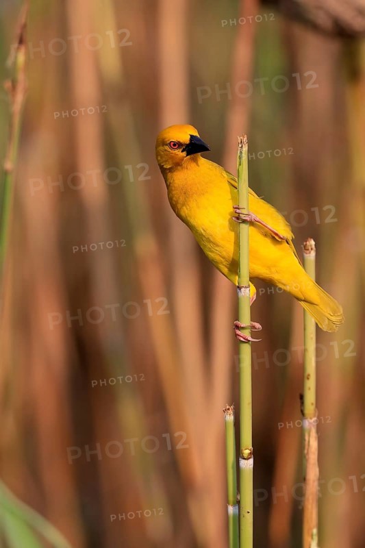 Eastern golden weaver (Ploceus subaureus), adult, male, auto-waiting, alert, preparing nest, Saint Lucia Estuary, Isimangaliso Wetland Park, Kwazulu Natal, South Africa, Africa