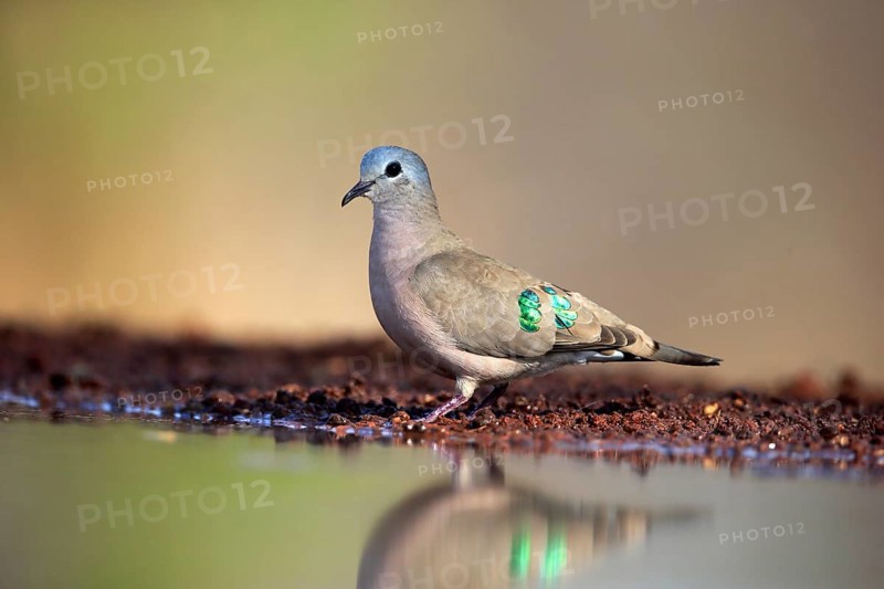 Emerald-spotted wood dove (Turtur chalcospilos), adult, at the water, Kruger National Park, Kruger National Park, Krugerpark, South Africa, Africa