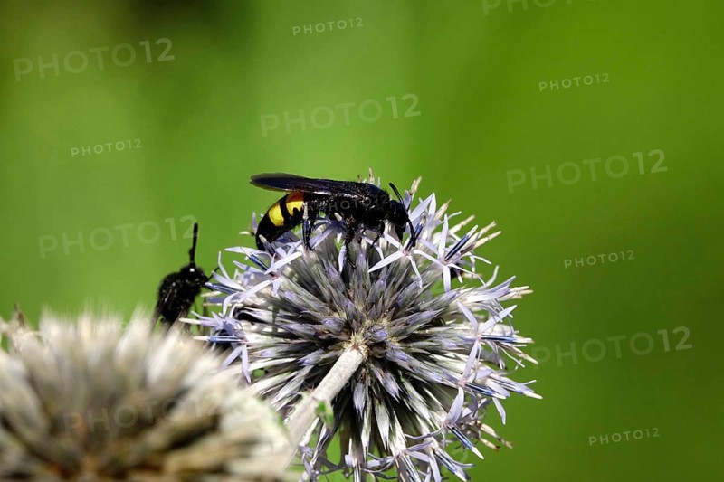 Scolia hirta, summer, Saxony, Germany, Europe