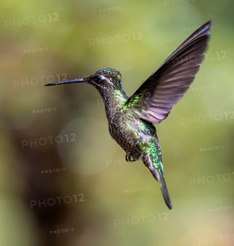Violet-crowned Brilliant Hummingbird (Eugenes fulgens syn. Eugenes spectabilis), Los Quetzales National Park, Costa Rica, Central America