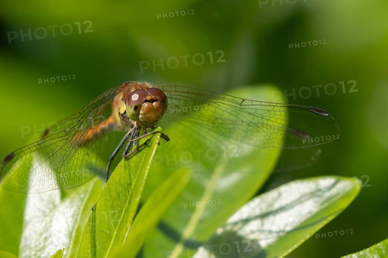 Common darter dragonfly (Sympetrum striolatum) adult female insect resting on a garden plant leaf, Suffolk, England, United Kingdom, Europe
