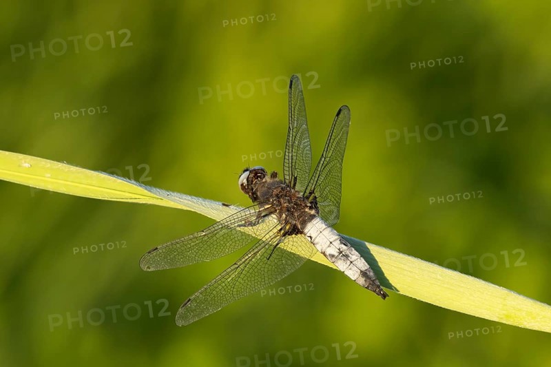 Broad-bodied chaser dragonfly (Libellula depressa) adult insect resting on a reed leaf, Somerset, England, United Kingdom, Europe
