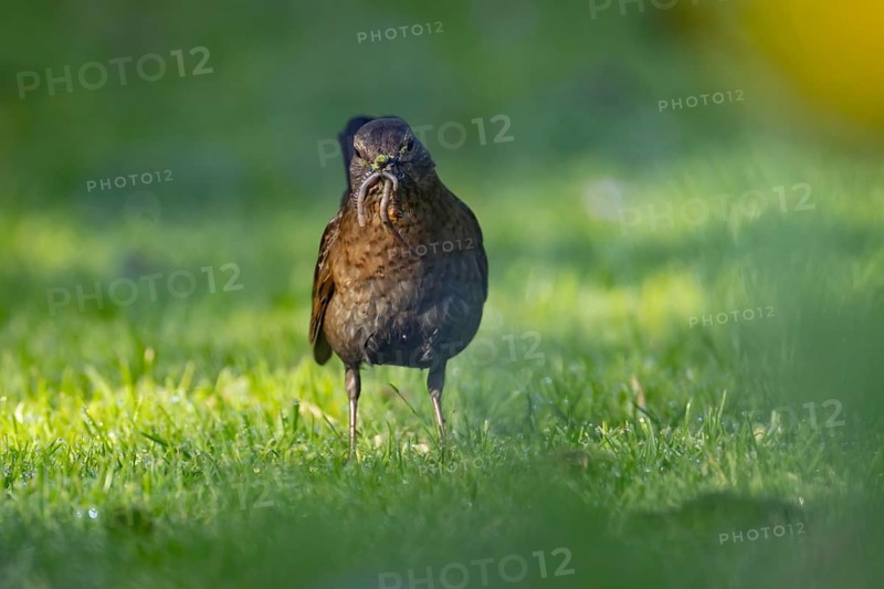 Eurasian blackbird (Turdus merula) adult female bird collecting worms for food in its mouth from a garden lawn, Suffolk, England, United Kingdom, Europe