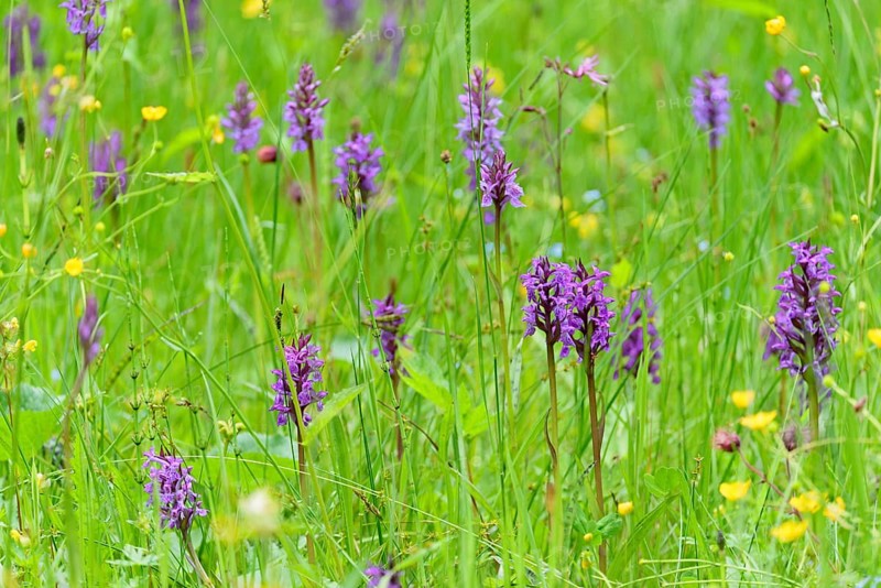 Meadow with broad-leaved orchids (Dactylorhiza majalis) and buttercups (Ranunculaceae), Allgäu Alps, Allgäu, Bavaria, Germany, Europe