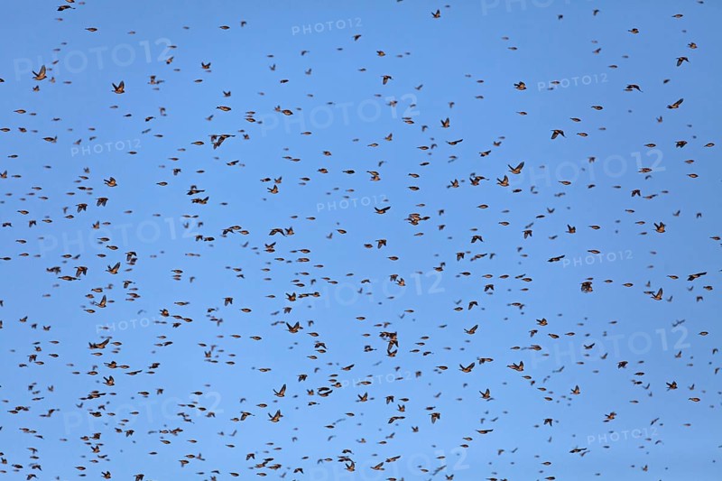 Thousands of bramblings from Scandinavia at the former military training area in Münsingen