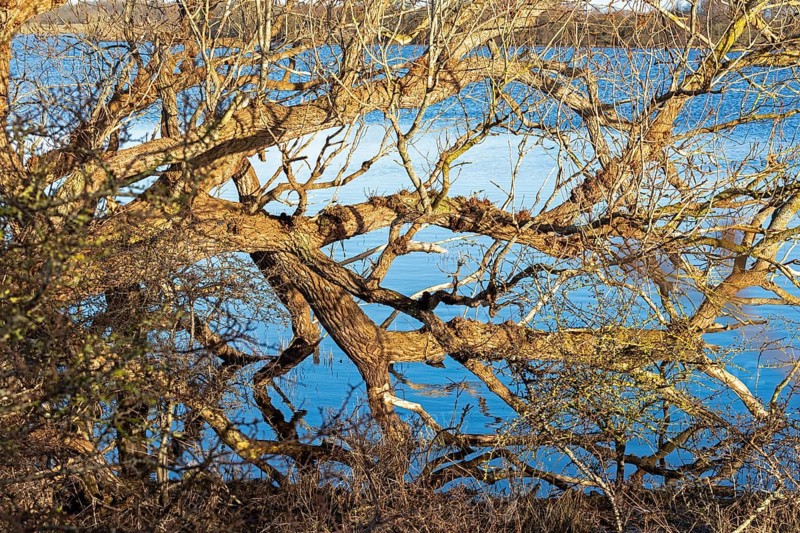Fallen tree, Goldhöft, Geltinger Birk, Gelting, Schleswig-Holstein, Germany, Europe