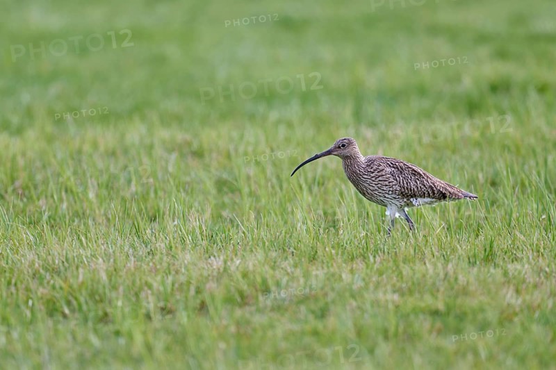 Eurasian curlew (Numenius arquata), Lower Saxony, Germany, Europe