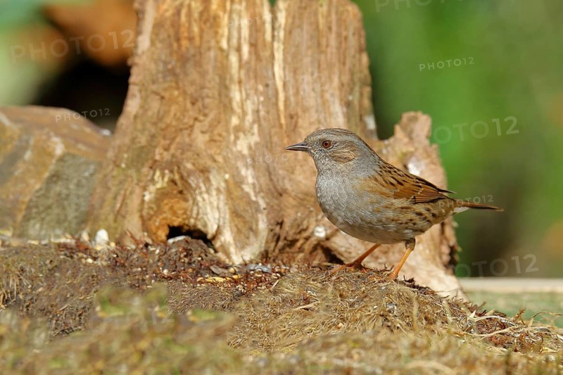 Dunnock (Prunella modularis), sitting on a tree root, Wilden, Siegerland, North Rhine-Westphalia, Germany, Europe