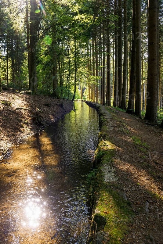 Stream and hiking trail in the forest, Heidenwuhr, Rickenbach, Hotzenwald, Southern Black Forest, Black Forest, Baden-Württemberg, Germany, Europe