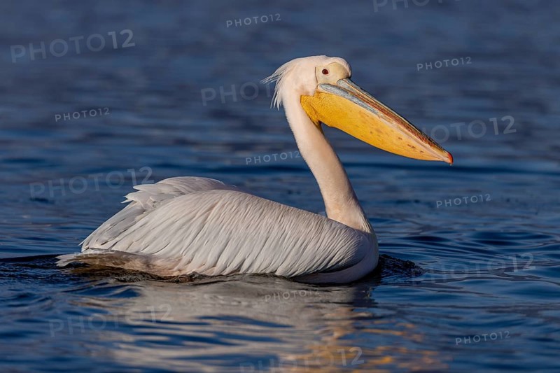 Great white pelican (Pelecanus onocrotalus), flying, Lake Kerkini, Greece, Europe