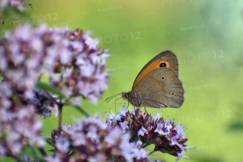 Meadow brown (Maniola jurtina) butterfly on oregano (Origanum vulgare) in the garden, Bavaria, Germany, Europe