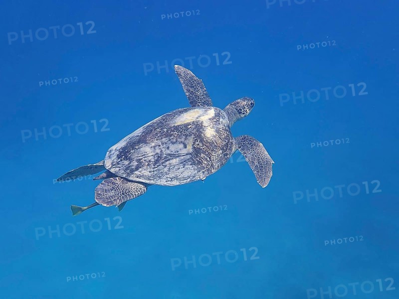 Green turtle (Chelonia mydas), monochrome blue background, detachable, dive site Marsa Shona Reef, Egypt, Red Sea, Africa