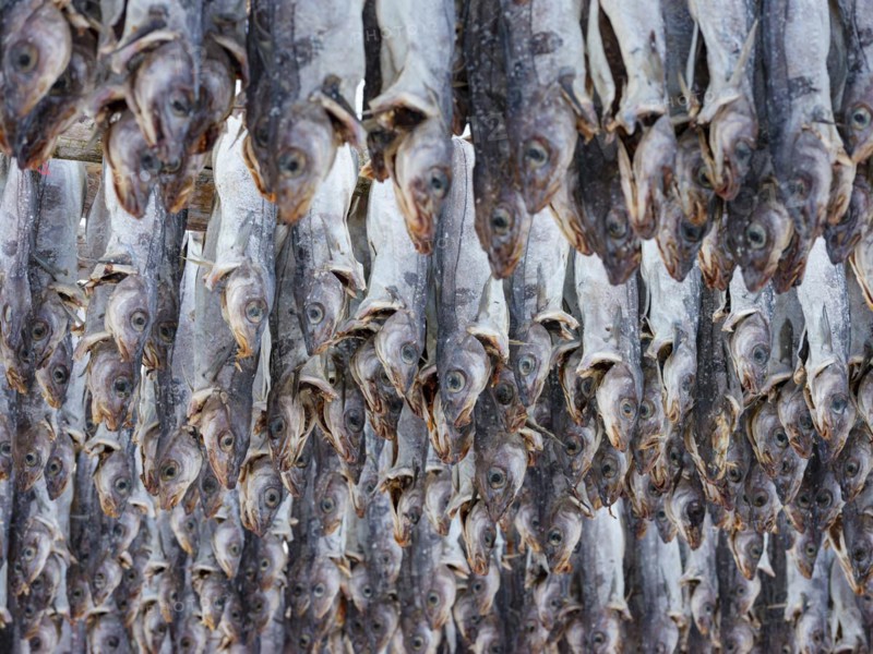 Atlantic cod (Gadus morhua) hung up to dry as stockfish, an old preservation method, Lofoten, Norway, Europe