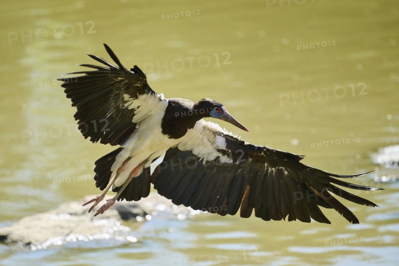 Abdim's Storks (Ciconia abdimii), flying, Spain, Europe