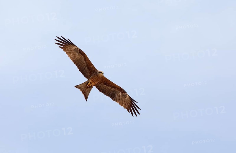 Brahminy kite (Haliastur indus) or Brahminy kite or Red-backed White-tailed eagle flying in the blue sky, Marari Beach or beach, Mararikulam, Alappuzha district, Kerala, India, Asia