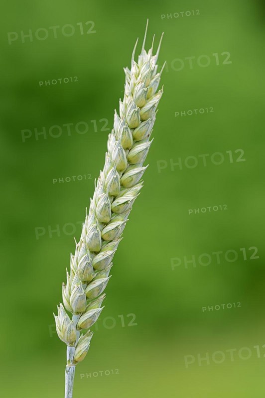 Wheat or common wheat (Triticum aestivum, Triticum vulgare), North Rhine-Westphalia, Germany, Europe