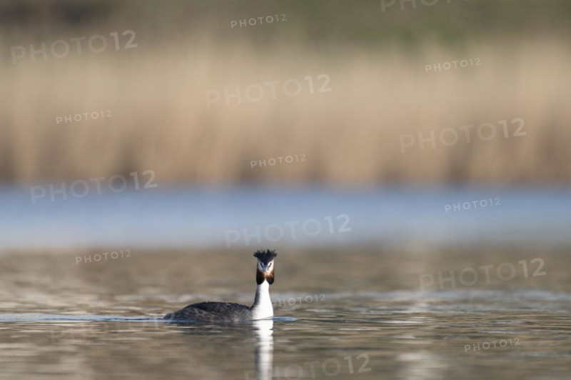 Great Crested Grebe (Podiceps cristatus), swimming on the lake, coming from the left, looking head-on at the viewer, blurred reed belt in the background, Lake Phoenix, Dortmund, Germany, Europe