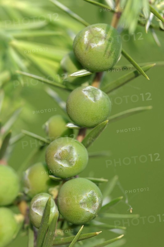 Cade (Juniperus oxycedrus), twig with unripe cones, Provence, southern France