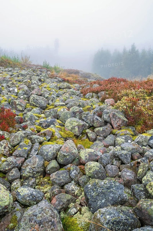 Rocks with lichens that are the remains of an ancient hillfort a misty autumn day, Mösseberg, Falköping