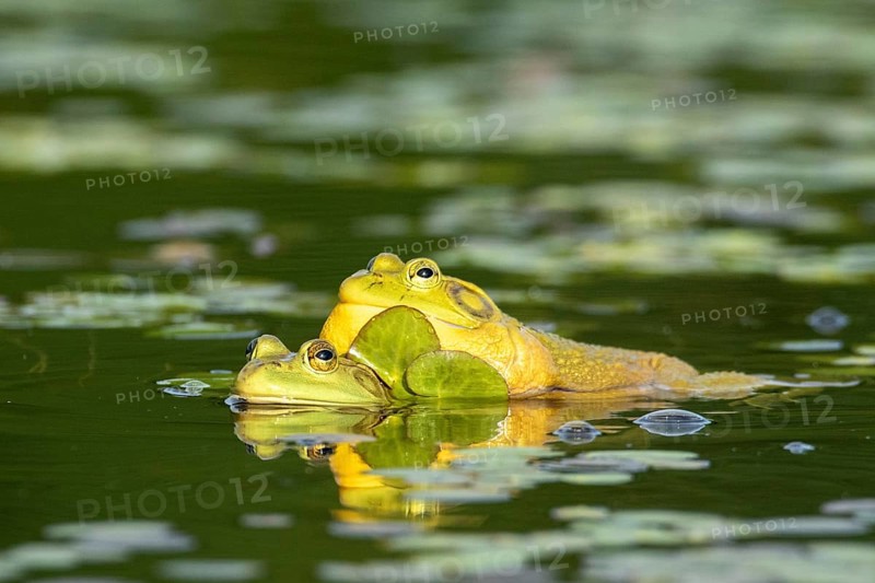 Bull frogs. Lithobates catesbeianus. Bull frogs mating. La Mauricie national park. Province of Quebec. Canada