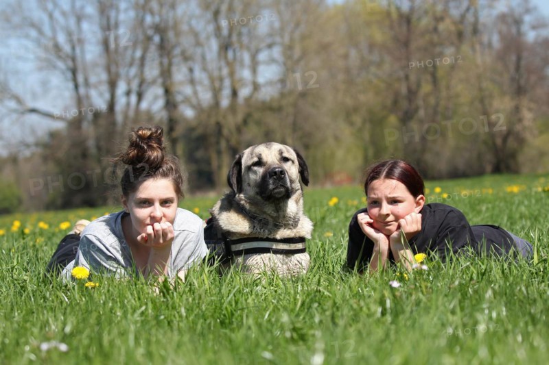 Kangal, Anatolian guard dog, lying with two girls in a dandelion (Taraxacum) Allgäu, Bavaria, Germany, Europe