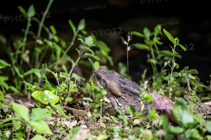 Aga toad also known as giant toad (Rhinella horribilis), sits on the forest floor at night in the tropical rainforest, Puntarenas province, Costa Rica, Central America