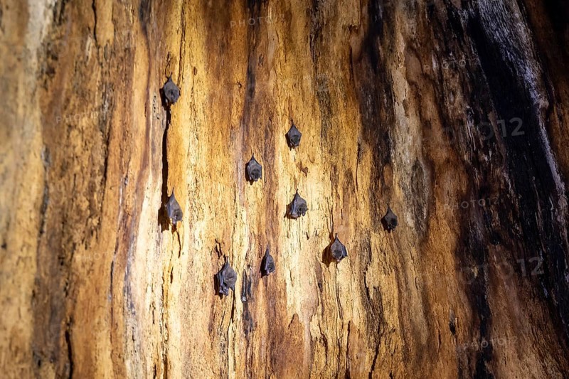 Bats hanging inside a hollow tree, tropical rainforest, Corcovado National Park, Osa Peninsula, Puntarena Province, Costa Rica, Central America