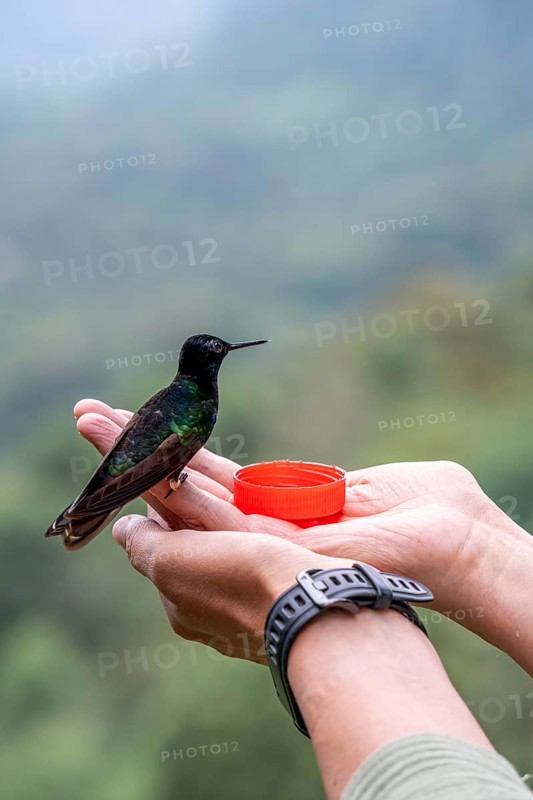 Velvet-purple coronet (Boissonneaua jardini), sitting on a hand, Mindo Forest Reserve, Mindo, Ecuador, South America