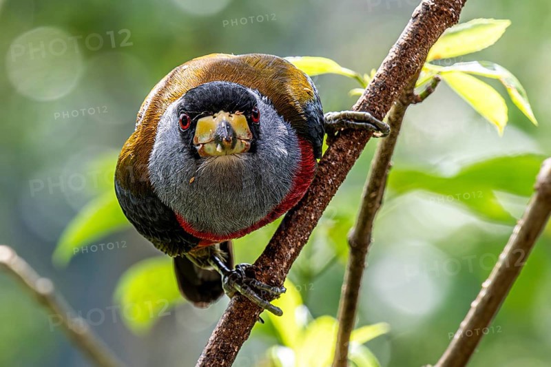Toucan barbet (Semnornis ramphastinus), Mindo Forest Reserve, Mindo, Ecuador, South America