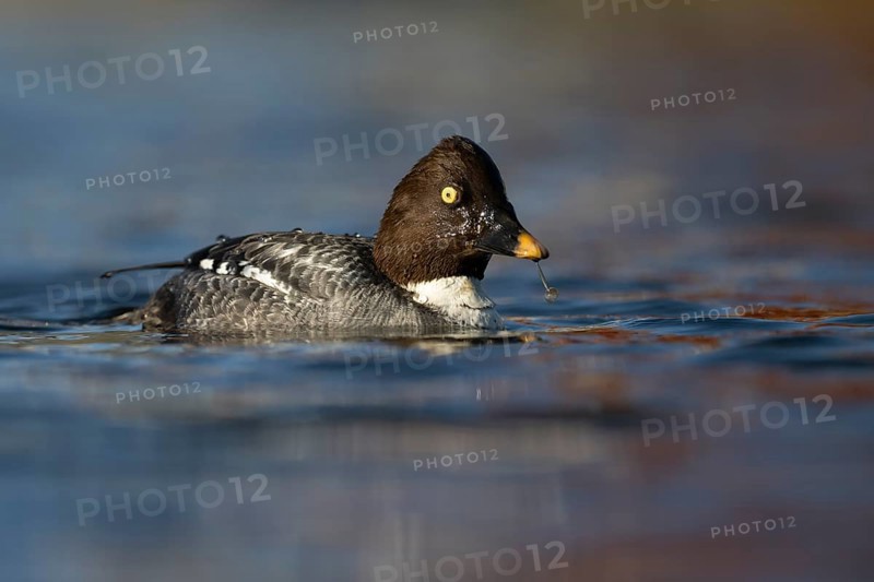 Common goldeneye (Bucephala clangula), Sweden, Europe
