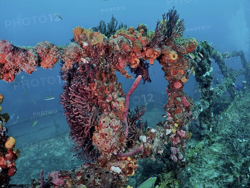 Underwater image of a coral-covered shipwreck, alive with marine life in a blue environment, dive site wreck of the USS Spiegel Grove, John Pennekamp Coral Reef State Park, Key Largo, Florida Keys, Florida