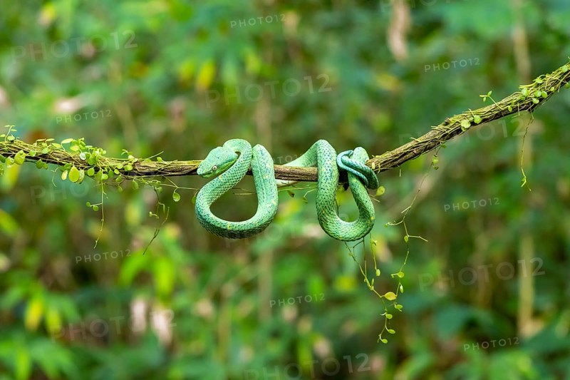 Bothriechis lateralis (Bothriechis lateralis), sitting on a branch, Heredia province, Costa Rica, Central America