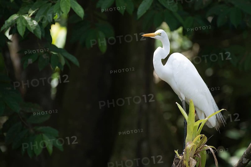 Great White Egret (Ardea alba), Tortuguero National Park, Costa Rica, Central America