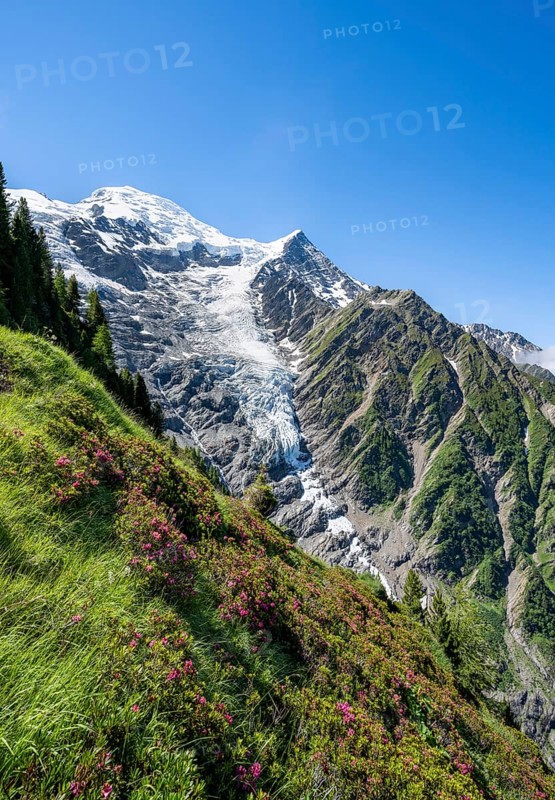 Mountain landscape with alpine roses, view of glacier Glacier de Taconnaz, Chamonix, Haute-Savoie, France, Europe