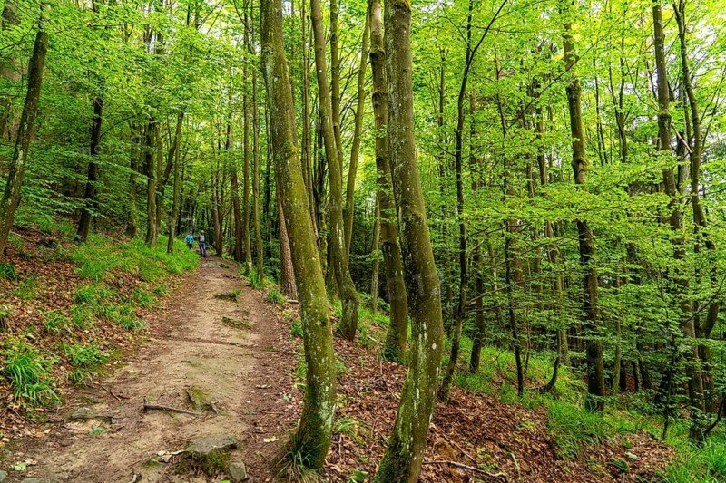 Forest below the Bruchhauser Steine, in the Hochsauerland district, rock formations with four main rocks, on the Istenberg in the Rothaargebirge, Bruchhausen, Olsberg, North Rhine-Westphalia, Germany, Europe